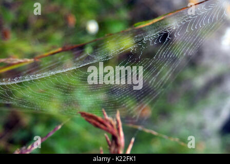 Spiderweb unter Unkraut und Niederlassungen ausgesetzt Stockfoto