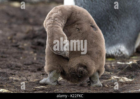 Königspinguin Aptenodytes patagonicus Kinder putzen Volunteer Point East Island Falkland Inseln (Malvinas) Stockfoto