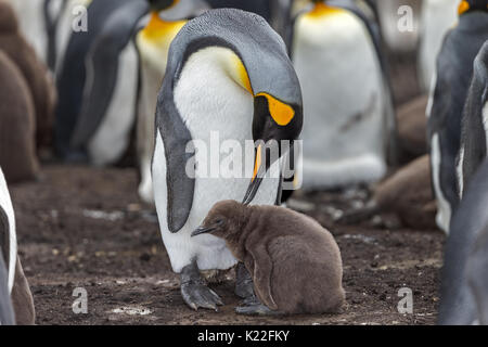 Königspinguin Aptenodytes patagonicus Eltern putzen Kinder Volunteer Point East Island Falkland Inseln (Malvinas) Stockfoto