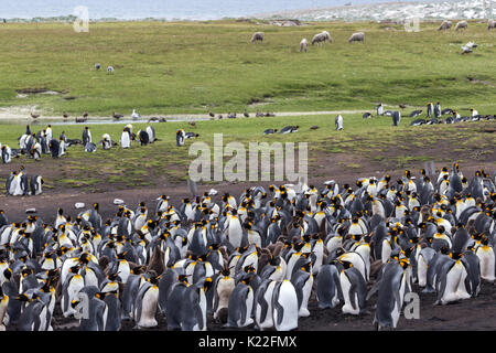 Königspinguin Aptenodytes patagonicus Volunteer Point East Island Falkland Inseln (Malvinas) Stockfoto