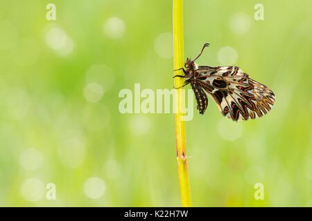 Masera, Parma, Emilia Romagna, Italien Makro einer Lycaena mit Hintergrund von Flare angereichert Stockfoto