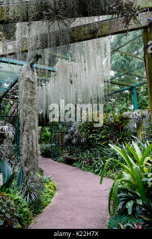 Glass House in Singapur Botanischen Garten. Der tropische Garten ist von der UNESCO als Weltkulturerbe ausgezeichnet. Stockfoto