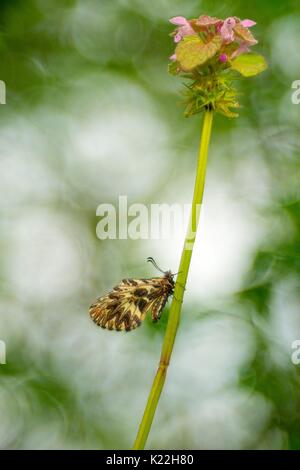 Masera, Parma, Emilia Romagna, Italien ein lycaena Wiederherstellung mit dem Ziel meyer Trioplan Stockfoto