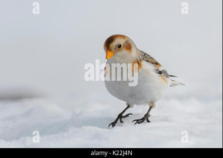 Die lessinia, Venetien, Italien Fotografie eines Bunting im Schnee auf den Bergen der Lessinia Stockfoto