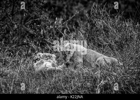 Park Masai Mara, Kenia, Afrika zwei löwinnen fotografiert beim Spielen im Gras Stockfoto