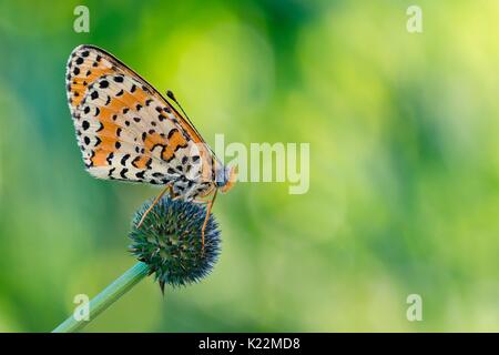 Ponti sul Mincio, Mantova, Lombardei, Italien Makro Foto von einem melitea (Melitaea didyma) auf Barsch Stockfoto