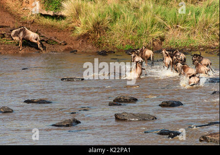 Masai Mara Park, Kenia, Afrika A Krokodil greift ein Gnus während der Überquerung eines Flusses in der Masai Mara Stockfoto