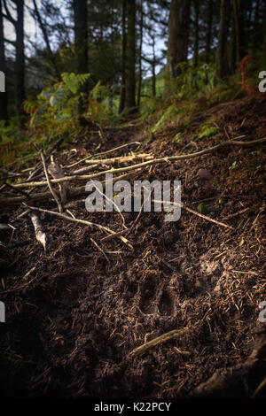 Deer Tracks im Wald Stockfoto