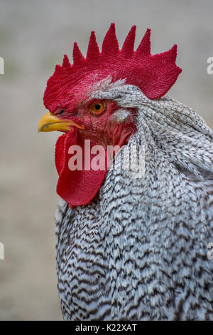 Große Hahn Stockfoto