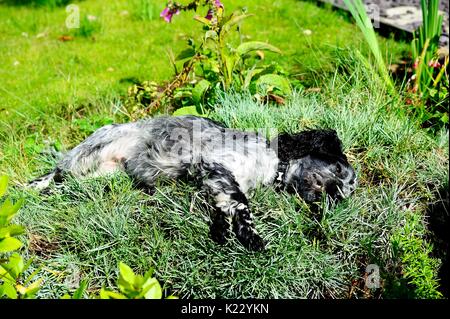 Digby die Spaniel Rollen in den Pinks Stockfoto