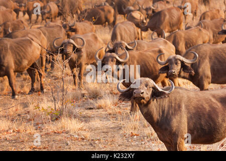 Eine Herde Büffel im Kruger Nationalpark in Südafrika in der frühen Morgensonne. Stockfoto