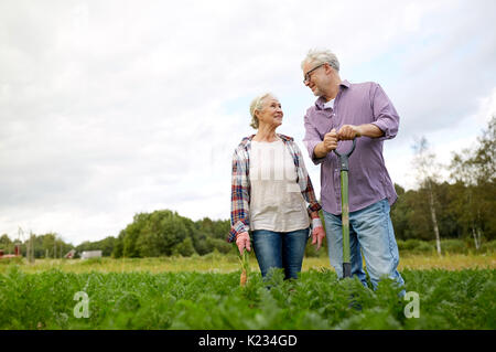 Älteres Paar mit Schaufel Kommissionierung Karotten auf Bauernhof Stockfoto