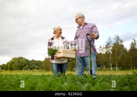 Älteres Paar mit Schaufel Kommissionierung Karotten auf Bauernhof Stockfoto