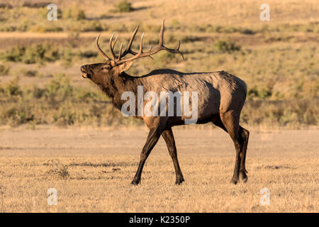 Bull Elk Stockfoto