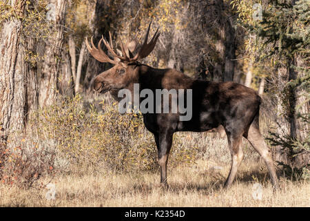 Bull Moose Stockfoto