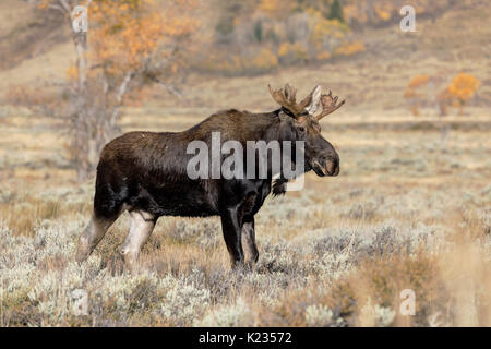 Bull Moose Stockfoto