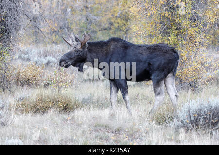 Bull Moose Stockfoto