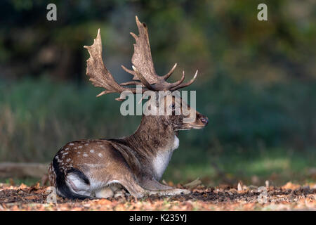 Damhirsch Stockfoto