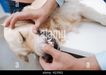 Betonte Hund liegend seine Zähne Stockfoto