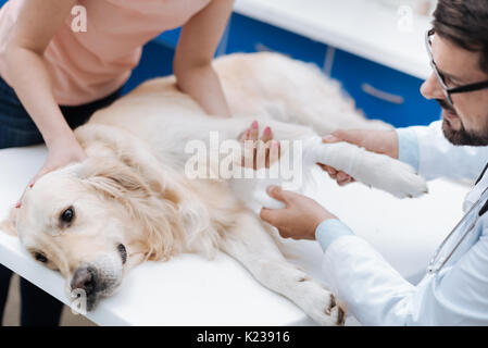 Ernsthafte Labrador geben seine Pfote Stockfoto