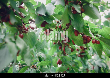 Leuchtend rote reife Früchte der cornel Bush an einem sonnigen Tag im Sommergarten. Stockfoto