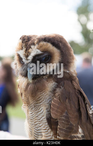 Eine Asiatische braunes Holz Eule an der Newcastle Mela in Newcastle-upon-Tyne, Großbritannien. Stockfoto