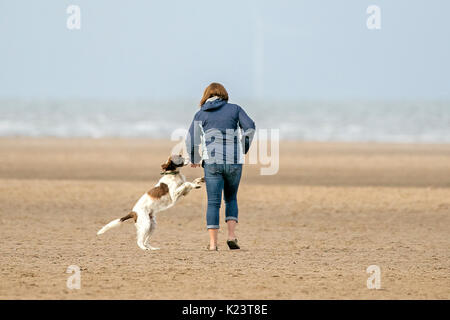 Southport, Merseyside, 30. August 2017. UK Wetter. Einen kühlen und bewölkten Start in den Tag über den Nordwesten von England als Hund Wanderer nehmen Ihre geliebten Haustiere für einige Frühsport am Strand in Southport, Merseyside. Credit: cernan Elias/Alamy leben Nachrichten Stockfoto