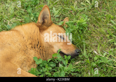 Portrait von Mischling, rothaarige Hund Rest in den Frühling Gras Stockfoto