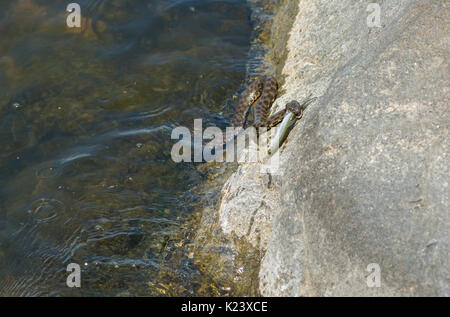 Würfelnatter versucht, Fische aus dem Wasser zu Stein auf dem Dnjepr River in der Ukraine nehmen Stockfoto