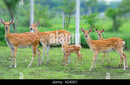 Rehe grasen auf einem Bauernhof in der Natur, das ist das Tier, das in der Natur erhalten bleiben. Stockfoto