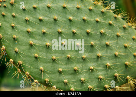 In der Nähe der Stacheln am Blatt von Opuntia echios Cactus, Kew Gardens, London, England, Großbritannien Stockfoto