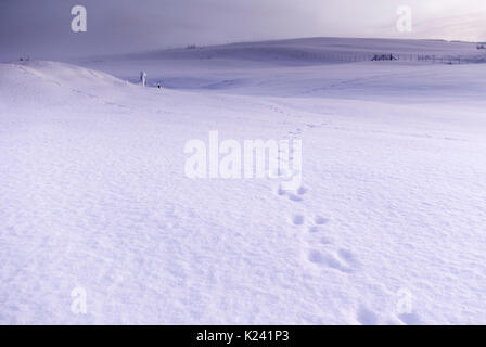 Ländliche Landschaft Landschaft mit Kaninchen Titel im dicken Schnee an einem Wintertag, Rogart, Sutherland, Highlands, Schottland, UK Stockfoto