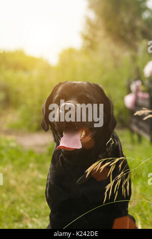 Schwarzer Labrador Retriever Hund Stockfoto