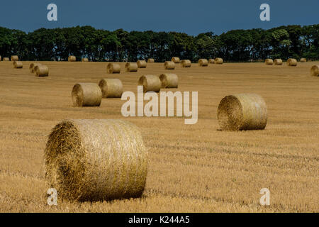 Strohballen auf einem Feld in der Nähe von Stiffkey, Norfolk, Großbritannien Stockfoto