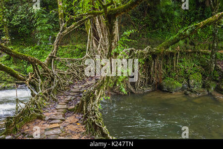 Eine lebendige Wurzeln Brücke über einen Fluss im tiefen Wald und durch die Flora auf ein stumpfes, bewölkten Tag in Khasi Hills in der Nähe von Cherrapunjee, Meghalaya, Indien flankiert. Stockfoto