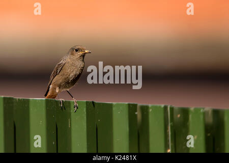 Hausrotschwanz oder Phoenicurus Ochruros mit Beute Stockfoto