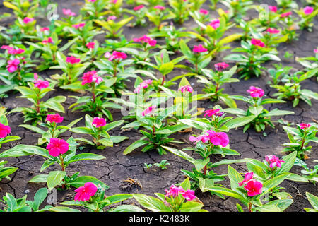 Blumenbeet mit Zierpflanzen Stockfoto