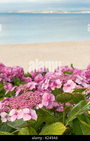 Rosa Hortensien blühen am Meer in St. Ives, Cornwall Stockfoto