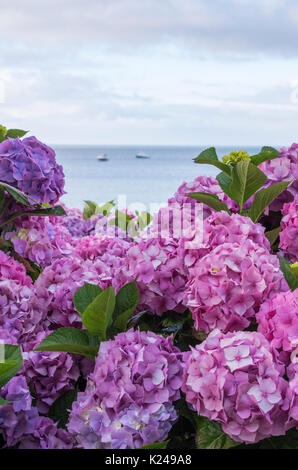 Rosa Hortensien blühen am Meer in St. Ives, Cornwall Stockfoto