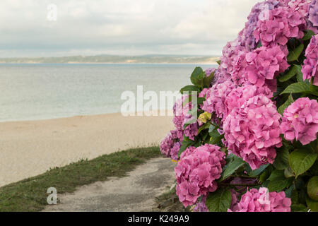 Rosa Hortensien blühen am Meer in St. Ives, Cornwall Stockfoto