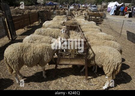 Algier. 28 Aug, 2017. Menschen kaufen Schafe für kommende Eid Al-Adha Festival in Algier, Algerien, Aug 28., 2017. Quelle: Xinhua/Alamy leben Nachrichten Stockfoto