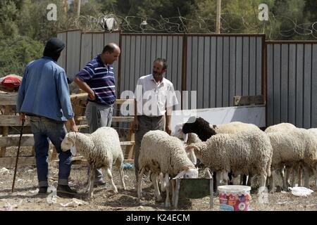 Algier. 28 Aug, 2017. Menschen kaufen Schafe für kommende Eid Al-Adha Festival in Algier, Algerien, Aug 28., 2017. Quelle: Xinhua/Alamy leben Nachrichten Stockfoto