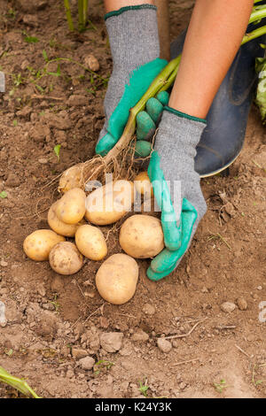 Ernte von Kartoffeln. Frau Bauer halten Haufen frischen Kartoffel in Ihrer Hand nahe am Boden Hautnah. Frische Kartoffel. Saisonale Ernte. Stockfoto