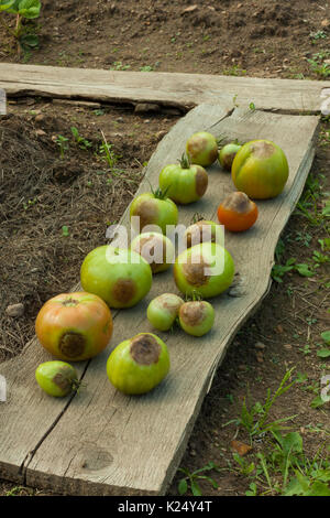 Krankheiten der Tomaten. Tomate betroffenen Kraut- und Knollenfäule (Phytophthora infestans). Die Bekämpfung der Kraut- und Knollenfäule. Stockfoto