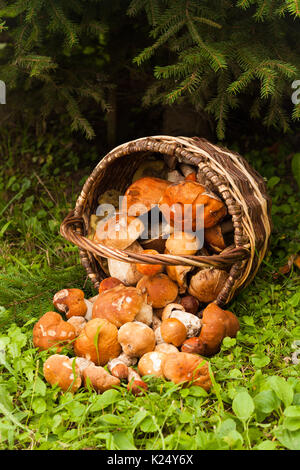 Schöne Landschaft mit essbarer Pilze im Weidenkorb in Wald. Champignons Boletus Edulis. Ernte von Pilzen. Stockfoto