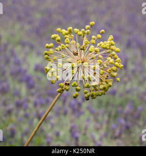 Ein Album vor dem Hintergrund der Lavendel gesäte Stockfoto