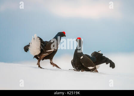 Birkhahn im Kampf auf dem Schnee, Trentino-Südtirol, Italien Stockfoto