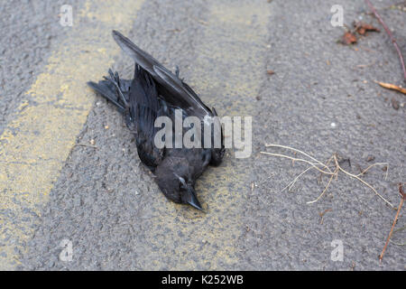 Tot dohle Krähe auf Straße getötet Stockfoto