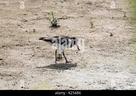 Austernfischer auf der Suche nach Nahrung auf Sandbank Stockfoto