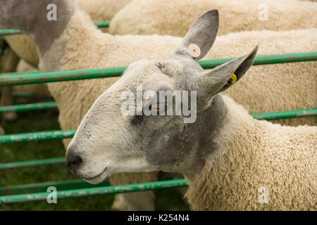 Bluefaced Leicester Schafe eine lange wolle Rasse in Dishley Leicestershire England entwickelt mit seinem unverwechselbaren Blau getönte Kopf Stockfoto